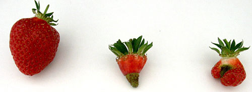 Thụ phấn duy trì sản xuất cây trồng