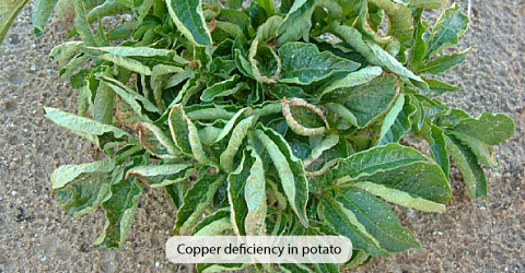 Bón phân qua lá cho năng suất cao hơn