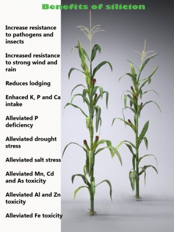 Lợi ích của Silicon đối với sự phát triển của cây trồng