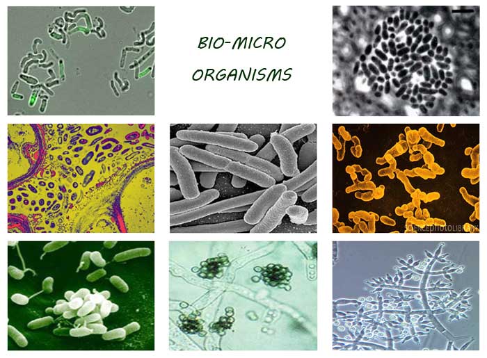 Năng suất cao hơn mà không cần sử dụng phân bón nhân tạo và thuốc trừ sâu?