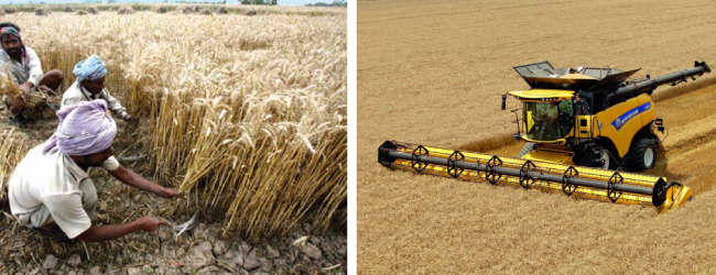 Ngăn ngừa Mất mùa với Quản lý Thu hoạch Hợp lý