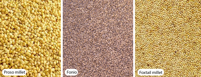 Kê – Loại ngũ cốc cổ xưa bị lãng quên chịu trách nhiệm cho xã hội như chúng ta biết