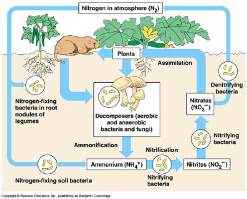 Vi khuẩn ăn, do đó chúng ta ăn