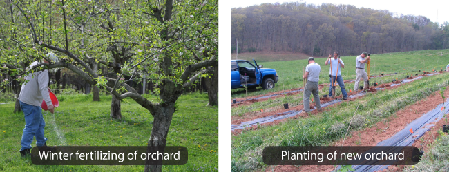 Các hoạt động trong vườn cây ăn quả mà mọi nông dân nên làm trước mùa đông