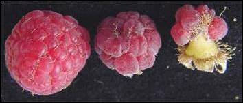 Thụ phấn duy trì sản xuất cây trồng