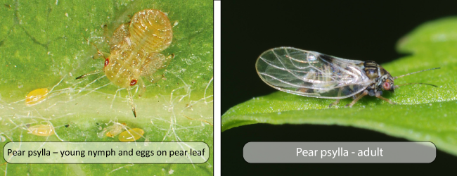 Quản lý lê Psylla với hệ thống AGRIVI