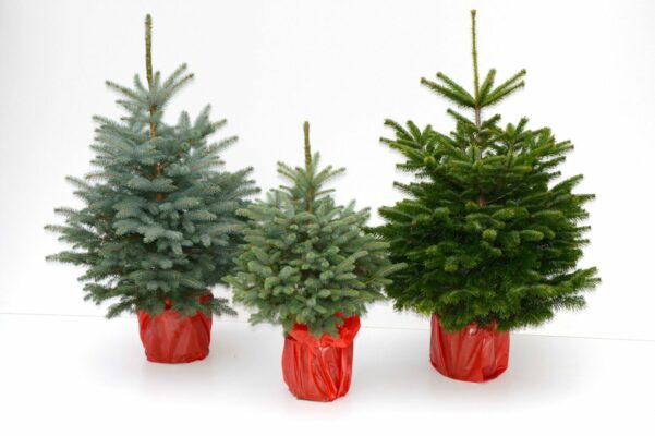 Làm gì với cây Giáng sinh sau ngày lễ? Tái chế chúng!