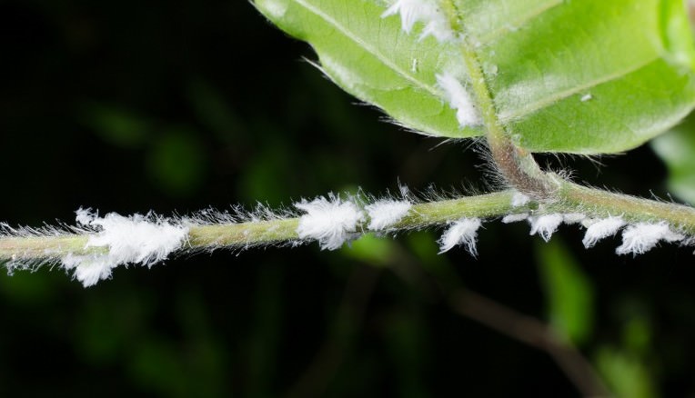 Quản lý trang trại của bạn đúng cách với phần mềm AGRIVI