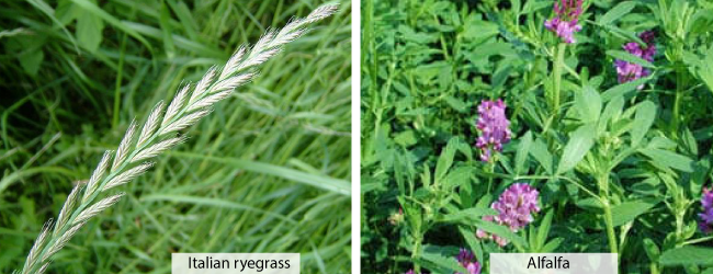 Giữ cho cánh đồng của bạn ở trạng thái tốt – Gieo hỗn hợp cỏ ba lá