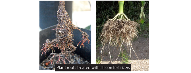 Lợi ích của Silicon đối với sự phát triển của cây trồng