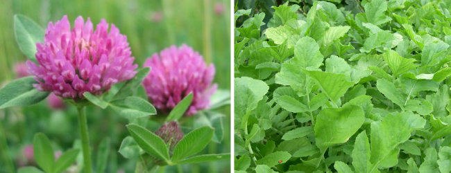 Quản lý dư lượng thực vật