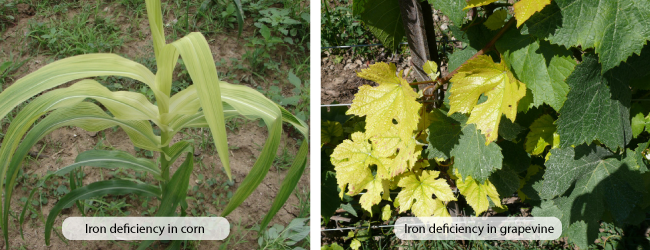 Bón phân qua lá cho năng suất cao hơn