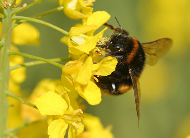 Thụ phấn duy trì sản xuất cây trồng