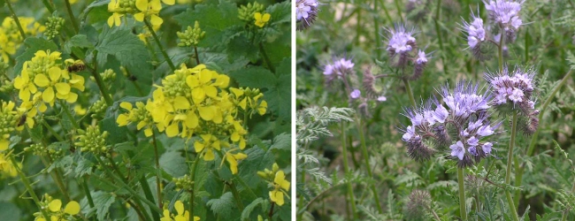 Quản lý dư lượng thực vật