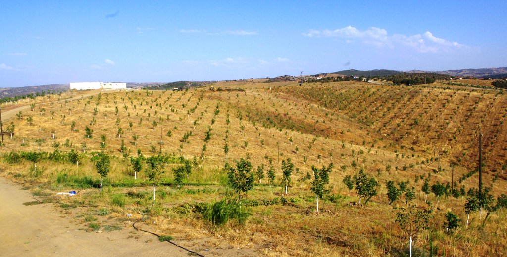 Trồng cây óc chó để kiếm lợi nhuận