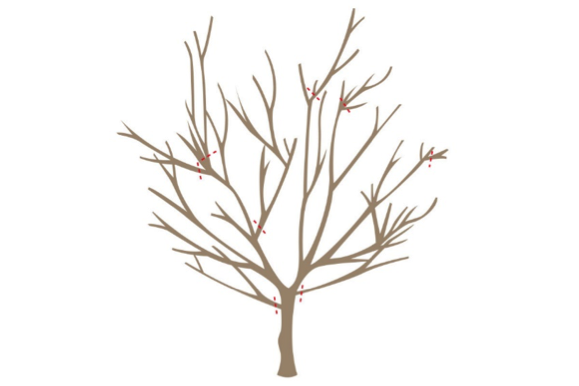 Cắt tỉa cho năng suất cao hơn