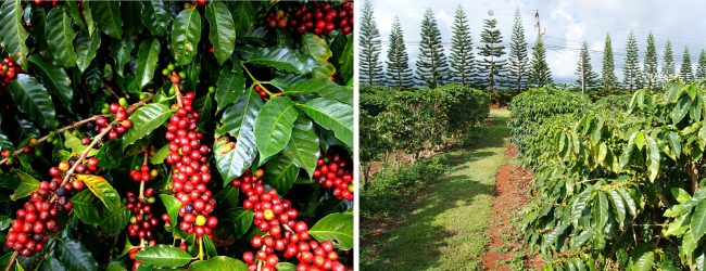 Ngày cà phê quốc tế