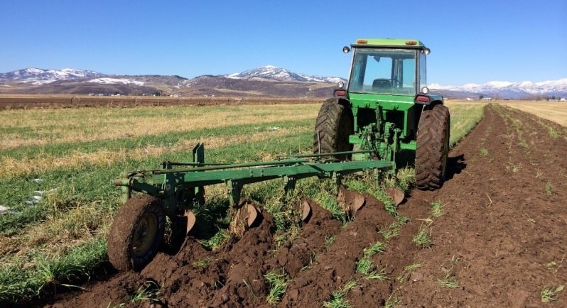 Giữ cho cánh đồng của bạn ở trạng thái tốt – Gieo hỗn hợp cỏ ba lá