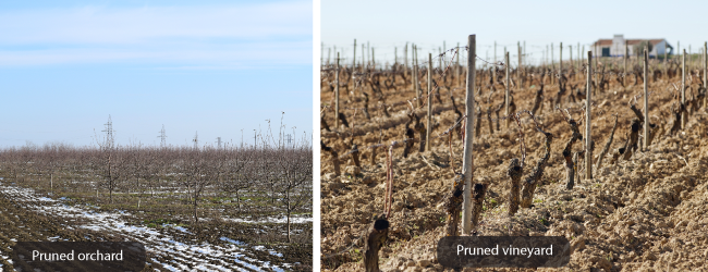 Cắt tỉa cho năng suất cao hơn