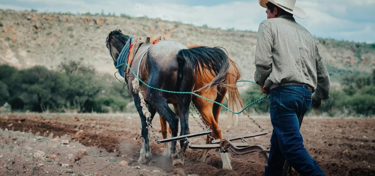Tăng năng suất trang trại thông qua các giải pháp AgTech