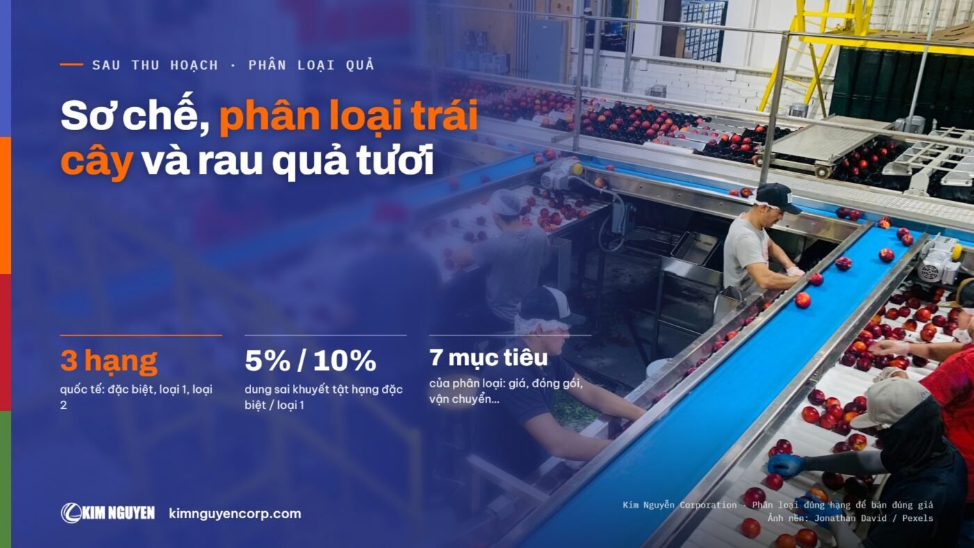 Sơ chế, phân loại trái cây và rau quả tươi
