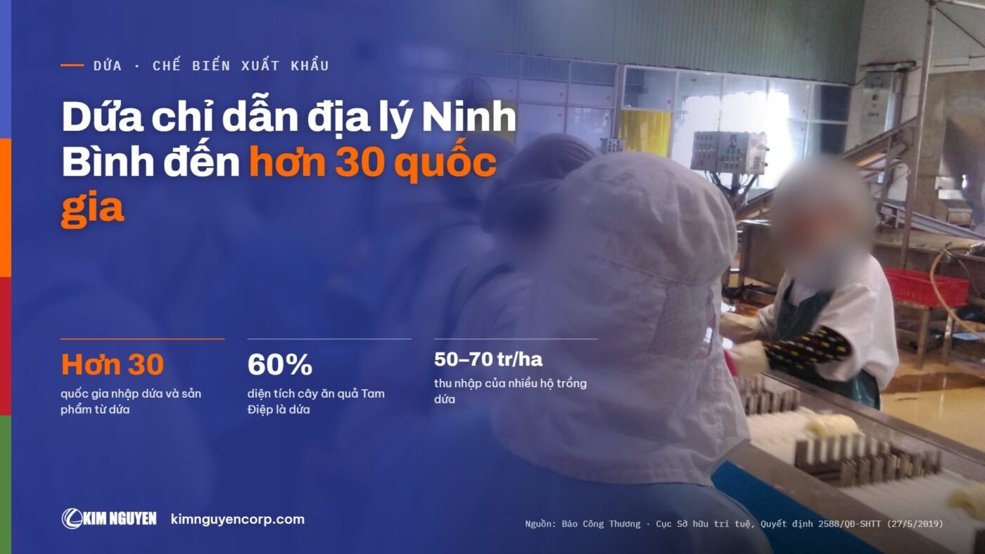 Dứa chỉ dẫn địa lý Ninh Bình đến hơn 30 quốc gia