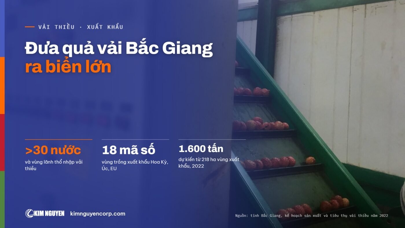 Đưa quả vải Bắc Giang ra biển lớn